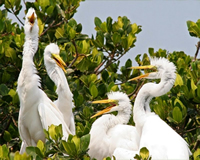 Cackling Ibis-St James City Florida Cackling Ibis-St James City Florida