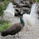 Pine Island Peacocks Pine Island Peacocks